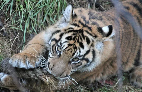 Тигренок - Суматранский тигр редкий и вымирающий — стоковое фото