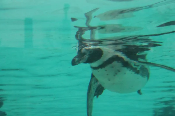 Pinguin schwimmt - Buckelpinguin schwimmt (spheniscus humboldti)) — Stockfoto