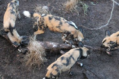 At şöyle yeme Afrika avcılık köpek paketi 