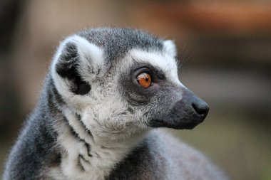 Ring-Tailed Lemur maymun turuncu gözlü bir hayvanat bahçesi