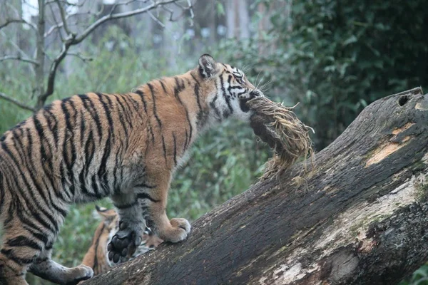 Детеныш Суматранского тигра редкий и вымирающий — стоковое фото