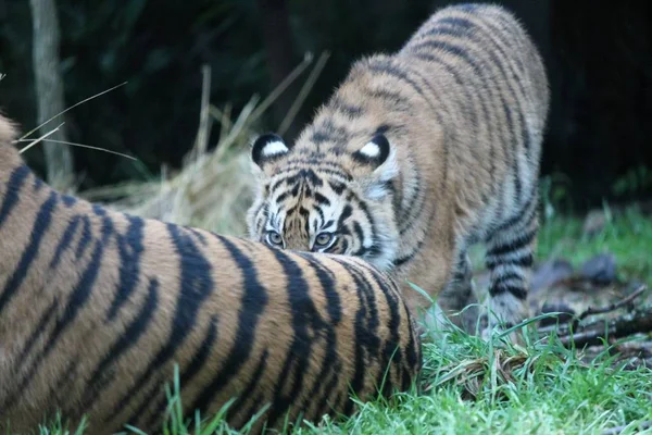 Tygrys cub - Tygrys sumatrzański rzadkie i zagrożone — Zdjęcie stockowe