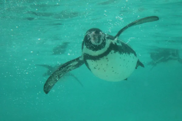 Roce Humbolt tučňák plavání (Spheniscus humboldti) plave pod vodou — Stock fotografie
