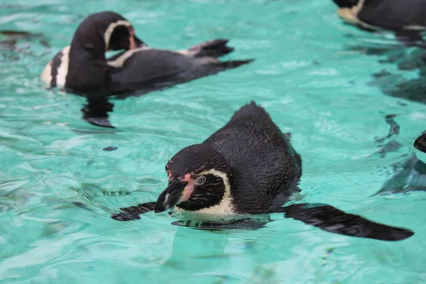 Pingwin pływa - Pingwin humbolt pływanie (Myanmar) — Zdjęcie stockowe