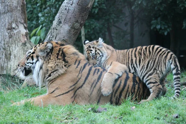 Cachorro de tigre - Tigre de Sumatra raro y en peligro — Foto de Stock