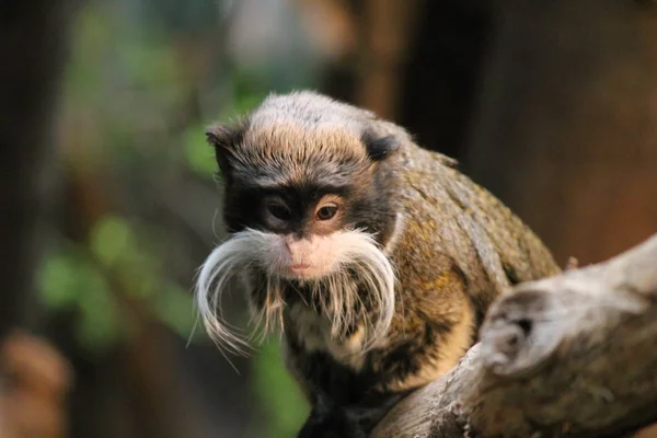 Обезьяна - Император Тамарин обезьяна на ветке белые усы — стоковое фото