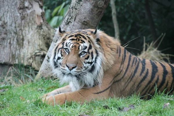 Tigre - Tigre de Sumatra raro y en peligro — Foto de Stock