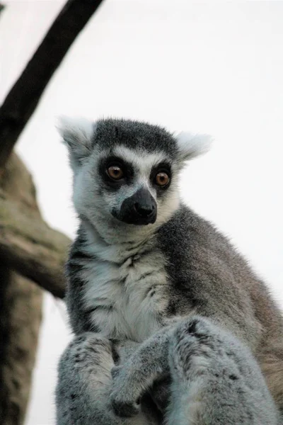 Ring-tailed Lemur apa med orange ögon i en djurpark — Stockfoto