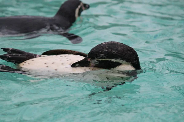 Pływanie pingwinami (Spheniscus humboldti) humboldt — Zdjęcie stockowe