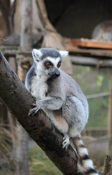 동물원에 주황색 눈 고리 여우 원숭이 원숭이 — 스톡 사진