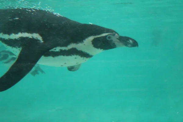 Roce Humbolt tučňák plavání (Spheniscus humboldti) — Stock fotografie