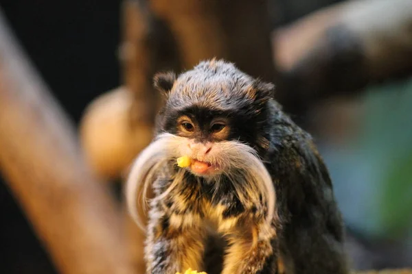 Император Тамаринская обезьяна на ветке белые усы едят — стоковое фото