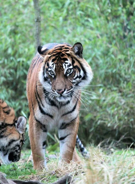 Tygrys sumatrzański rzadkie i zagrożone — Zdjęcie stockowe