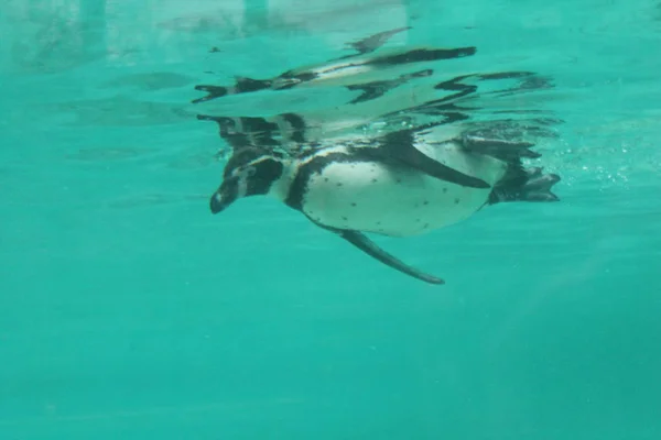 Penguin - humbolt penguin swimming (Spheniscus humboldti) — Stock Photo, Image