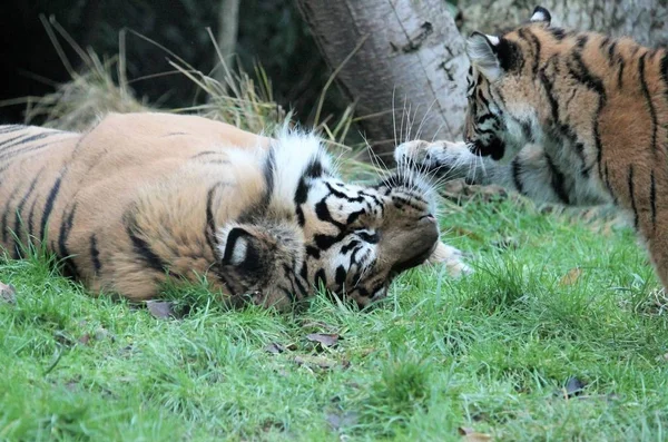 Tigre de Sumatra raro y en peligro de extinción cachorro jugando — Foto de Stock