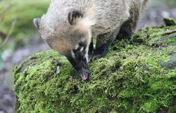 Coati de cauda anelada (Nasua nasua ) — Fotografia de Stock