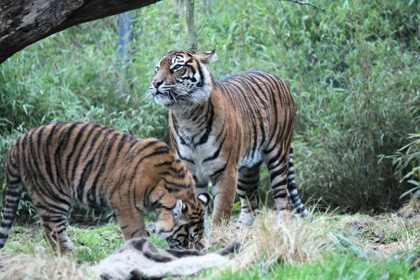 Tigre de Sumatra raro y en peligro — Foto de Stock