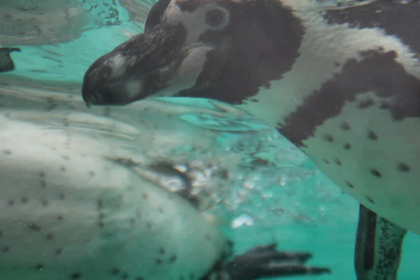 Humbolt penguin swimming (Spheniscus humboldti) — Stock Photo, Image