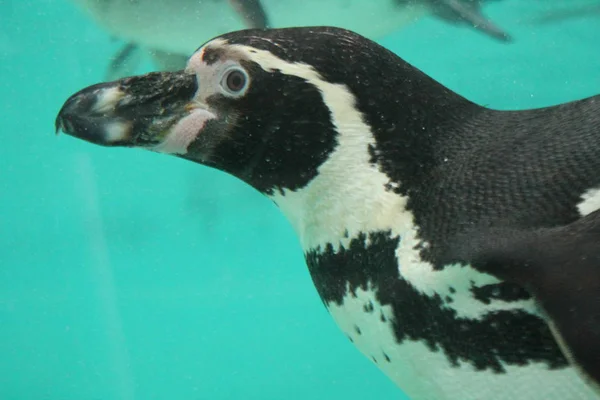 Nado de pinguim-corcunda (Spheniscus humboldti ) — Fotografia de Stock