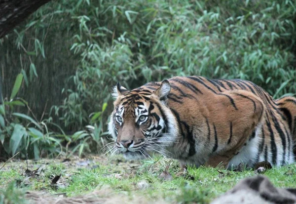 Tigre de Sumatra raro y en peligro —  Fotos de Stock