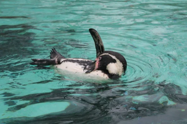 Pingüino jorobado nadando (Spheniscus humboldti ) —  Fotos de Stock