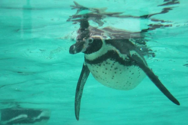 Nado de pinguim (Spheniscus humboldti ) — Fotografia de Stock