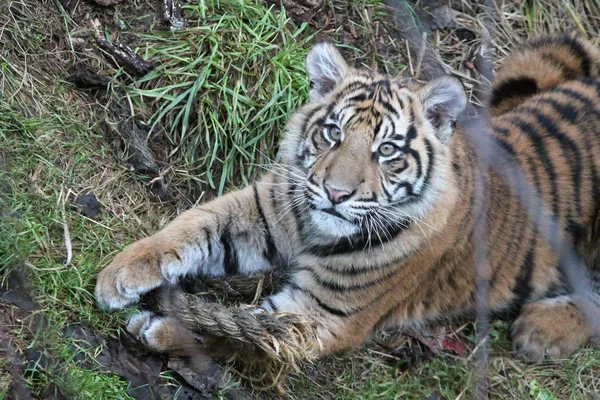 Cachorro de tigre de Sumatra raro y en peligro — Foto de Stock