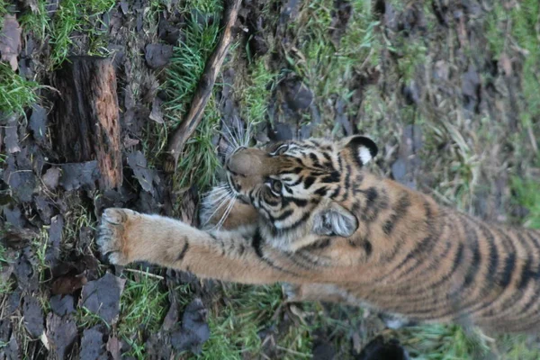 Суматранский тигр редкий и вымирающий — стоковое фото