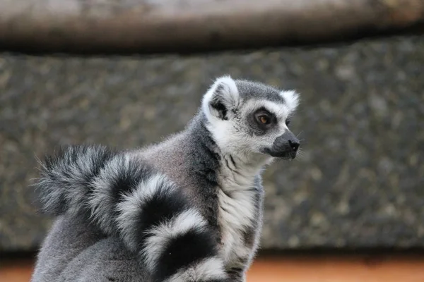 Kera Lemur ekor cincin dengan mata oranye di kebun binatang — Stok Foto