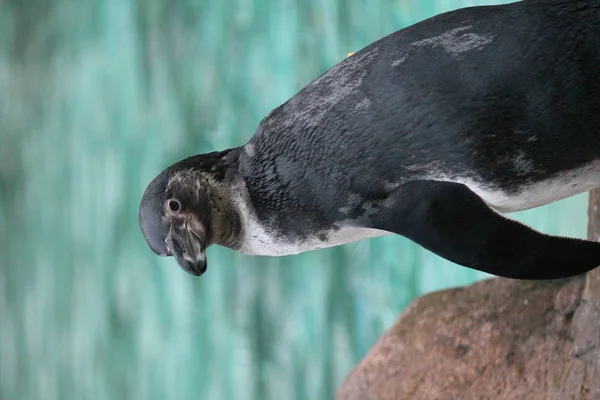 Humboldt-Pinguinschwimmen (spheniscus humboldti)) — Stockfoto