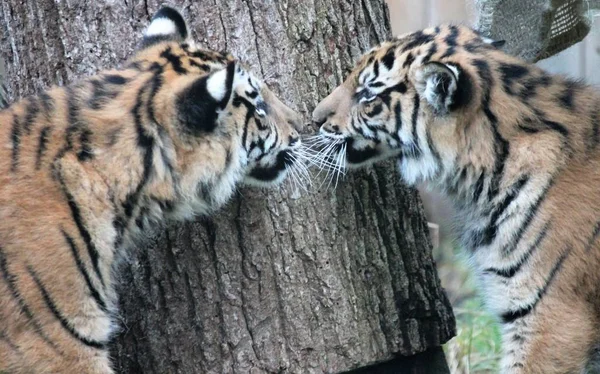 Cachorros Sumatra Tigre raro y en peligro — Foto de Stock