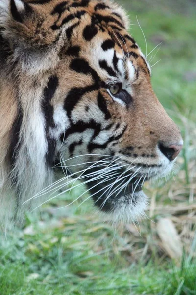 Tigre de Sumatra raro y en peligro — Foto de Stock