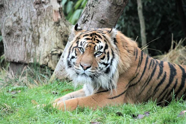 Tigre - Tigre de Sumatra raro y en peligro — Foto de Stock