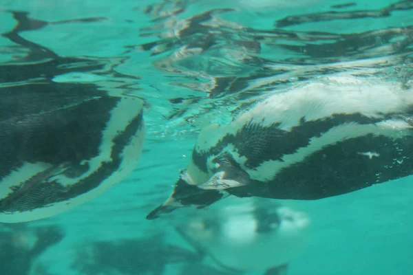 Pingüino jorobado nadando (Spheniscus humboldti ) —  Fotos de Stock