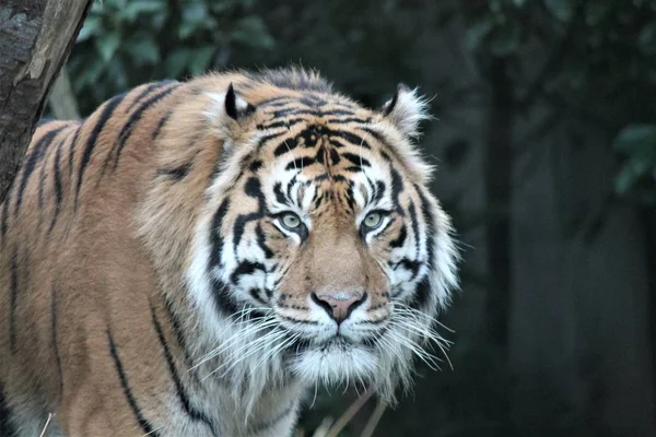 Tigre de Sumatra raro y en peligro —  Fotos de Stock