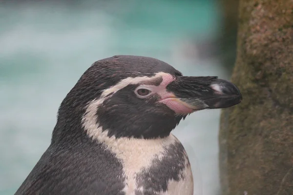 Nado de pinguim-corcunda (Spheniscus humboldti ) — Fotografia de Stock