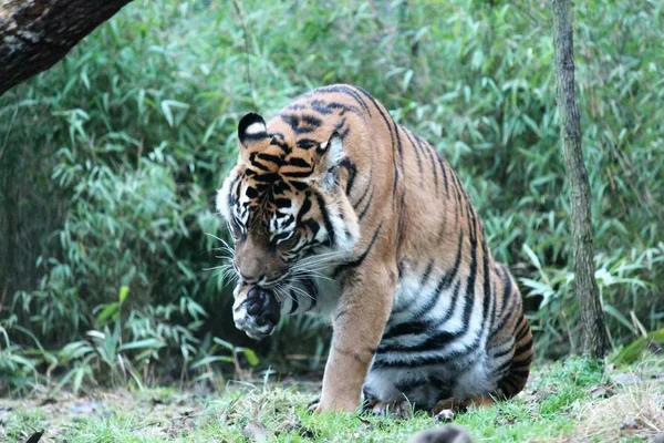 Tygrys sumatrzański rzadkie i zagrożone lizać łapa — Zdjęcie stockowe