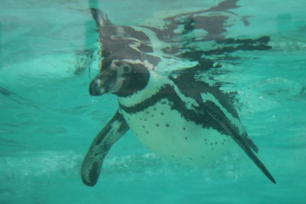 Pingüino jorobado nadando (Spheniscus humboldti ) —  Fotos de Stock