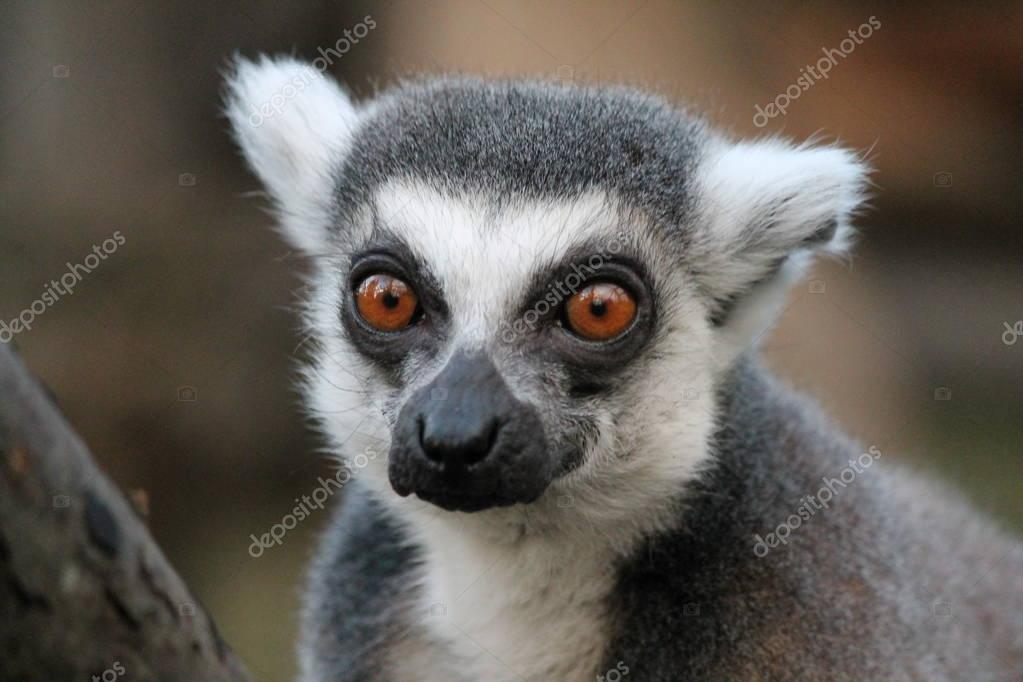 Scimmia Lemur dalla coda ad anello con gli occhi arancioni in uno