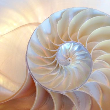 nautilus kabuk simetri Fibonacci yarım kesit spiral altın oran yapısı büyüme yakın geri yanan sedef yakın stok, fotoğraf, fotoğraf, resim, resim,