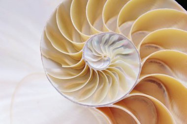 nautilus kabuk simetri kesit spiral Fibonacci yarı altın oran yapısı büyüme yakın geri aydınlatılmış sedef yakın stok, fotoğraf, fotoğraf, resim, resim,