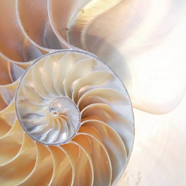 Simetria do escudo do nautilus Fibonacci metade da seção transversal espiral crescimento de estrutura de proporção dourada de perto para trás iluminado mãe de pérola close-up estoque, foto, fotografia, imagem, quadro , — Fotografia de Stock