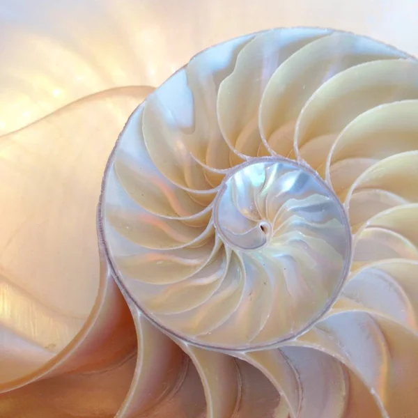 Nautilus shell symmetry Fibonacci half cross section spirale golden ratio structure growth close up back lit madreperla close up stock, foto, fotografia, immagine, immagine , — Foto Stock