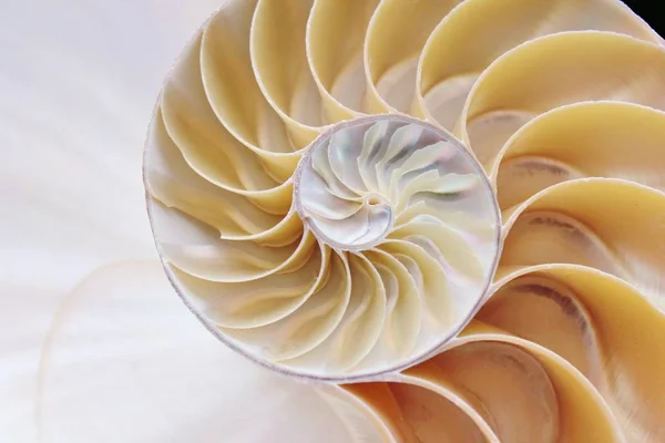 Nautilus shell symmetry cross section spiral Fibonacci half golden ratio structure growth close up back lit mother of pearl close up stock, photo, photograph, image, picture, — Stock Photo, Image