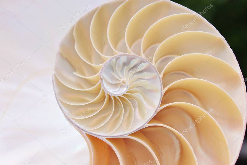 nautilus shell symmetry half cross section spiral fibonacci golden ratio structure growth close up back lit mother of pearl close up stock, photo, photograph, image, picture,