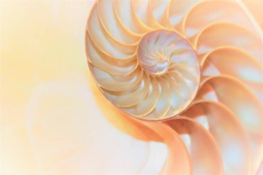 shell nautilus pearl Fibonacci sequence symmetry cross section spiral shell structure golden ratio background nature pattern mollusk shell (nautilus pompilius) copy space half split stock photo 
