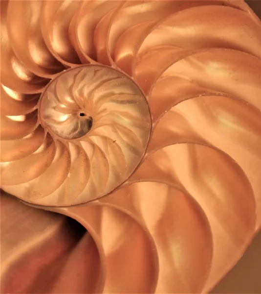 Nautilus shell simmetria sezione trasversale Fibonacci struttura a spirale crescita golden ratio — Foto Stock