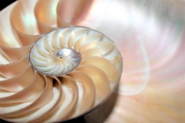 Nautilus kabuğu Fibonacci simetri çapraz bölüm sarmal yapısını büyüme altın oran (nautilus pompilius) seashell girdap 