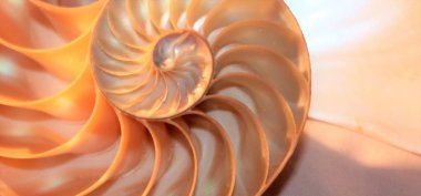 shell nautilus pearl Fibonacci sequence symmetry cross section spiral shell structure golden ratio background nature pattern mollusk shell (nautilus pompilius) copy space half split stock photo 
