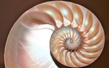 nautilus kabuk Fibonacci simetri kesit spiral yapısı büyüme altın oranı (nautilus pompilius) deniz kabuğu girdap pompilius kopya uzay stok, fotoğraf, fotoğraf, resim, resim,